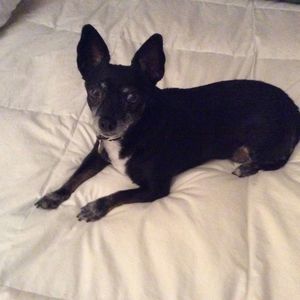 Meet your Posher, Toni